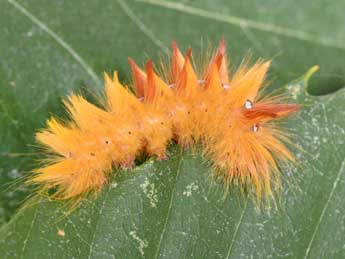  Chenille de Acronicta aceris L. - �Philippe Mothiron