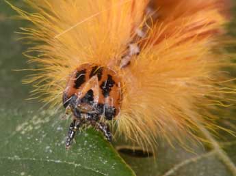  Chenille de Acronicta aceris L. - �Philippe Mothiron