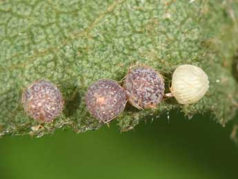  Oeuf de Mesogona acetosellae D. & S. - �Philippe Mothiron