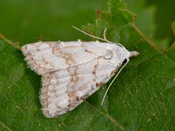 Nola aerugula Hb. adulte - �Philippe Mothiron