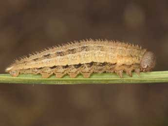  Chenille de Erebia aethiopellus Hoffmsg - �Wolfgang Wagner, www.pyrgus.de