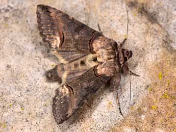 Abrostola agnorista Dufay adulte - �Paolo Mazzei