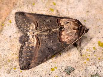 Abrostola agnorista Dufay adulte - �Paolo Mazzei