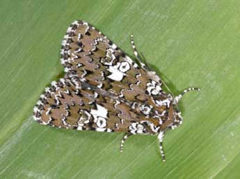 Hadena albimacula Bkh. adulte - �Philippe Mothiron