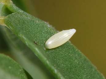  Oeuf de Colias alfacariensis Ribbe - �Philippe Mothiron