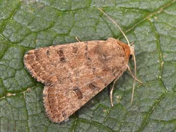 Hoplodrina alsinides Costantini adulte - �Philippe Mothiron