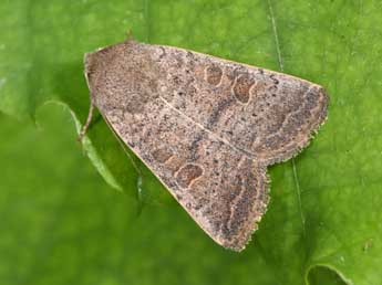 Hoplodrina ambigua D. & S. adulte - �Philippe Mothiron