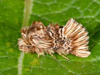 Amephana anarrhini Dup. adulte - �Philippe Mothiron