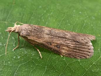 Lamoria anella D. & S. adulte - �Philippe Mothiron