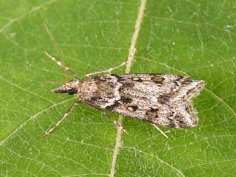 Eudonia angustea Curt. adulte - �Philippe Mothiron