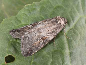 Stilbia anomala Hw. adulte - �Philippe Mothiron