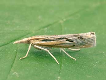 Pediasia aridella Thnbg adulte - �Nicole Lepertel