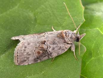 Nycteola asiatica Kroul. adulte - �Philippe Mothiron