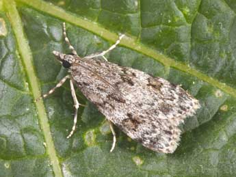 Scoparia basistrigalis Knaggs adulte - �Philippe Mothiron