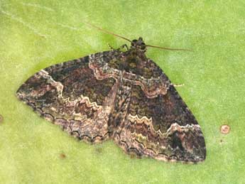 Catarhoe basochesiata Dup. adulte - �Philippe Mothiron