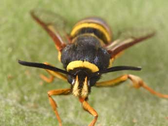 Sesia bembeciformis Hb. adulte - �Philippe Mothiron