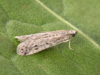 Phycitodes bentinckella Pierce adulte - �Philippe Mothiron