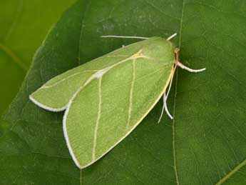 Bena bicolorana Fuessly adulte - �Philippe Mothiron