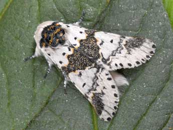 Furcula bicuspis Bkh. adulte - �Philippe Mothiron