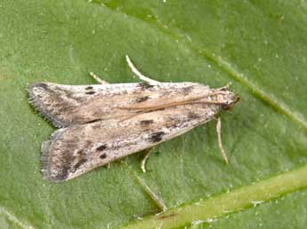 Phycitodes binaevella Hb. adulte - �Philippe Mothiron