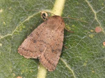 Hoplodrina blanda D. & S. adulte - �Philippe Mothiron