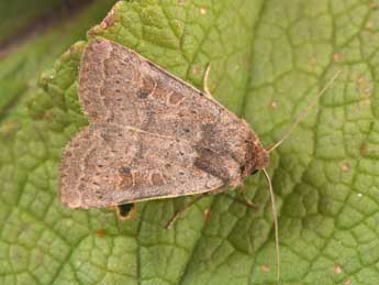 Hoplodrina blanda D. & S. adulte - �Philippe Mothiron