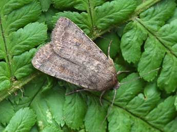 Hoplodrina blanda D. & S. adulte - �Philippe Mothiron