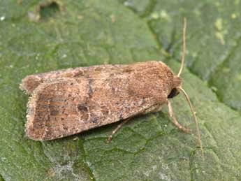 Hoplodrina blanda D. & S. adulte - �Philippe Mothiron