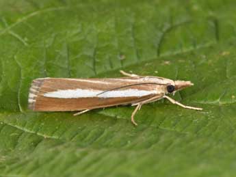 Catoptria bolivari Agjo adulte - �Philippe Mothiron