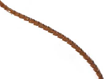 Thera britannica Turner adulte - �Philippe Mothiron