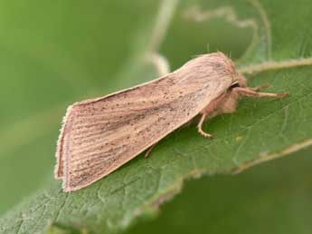 Sedina buettneri Hering adulte - �Philippe Mothiron