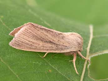 Sedina buettneri Hering adulte - �Philippe Mothiron