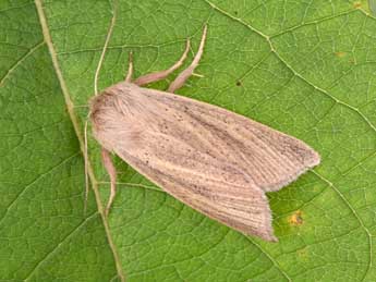 Sedina buettneri Hering adulte - �Philippe Mothiron