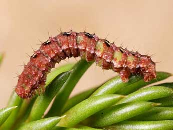  Chenille de Entephria caeruleata Gn. - �Lionel Taurand