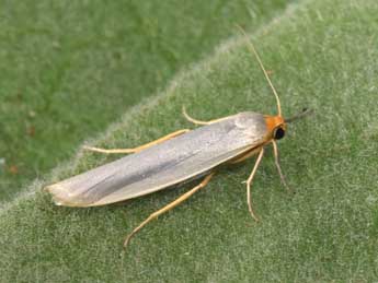 Eilema caniola Hb. adulte - �Philippe Mothiron