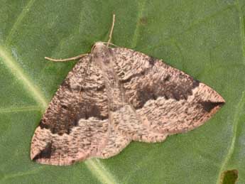 Pungeleria capreolaria D. & S. adulte - �Philippe Mothiron