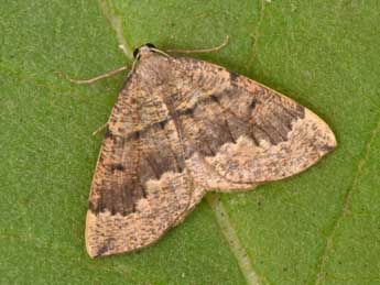 Pungeleria capreolaria D. & S. adulte - �Philippe Mothiron