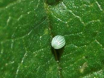  Oeuf de Vanessa cardui L. - �Pascal Dereix