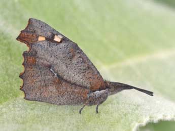 Libythea celtis Laich. adulte - �Philippe Mothiron