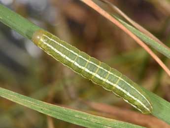  Chenille de Tholera cespitis D. & S. - �Philippe Mothiron