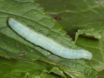  Chenille de Antitype chi L. - �Philippe Mothiron