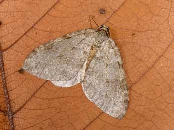 Epirrita christyi Allen adulte - �Philippe Mothiron