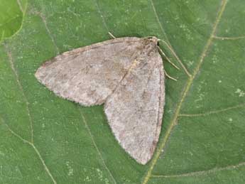 Epirrita christyi Allen adulte - �Philippe Mothiron