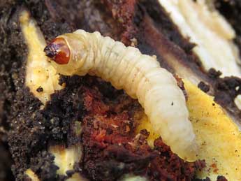  Chenille de Pyropteron chrysidiforme Esp. - �Ruben Meert