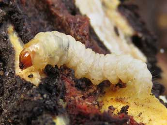  Chenille de Pyropteron chrysidiforme Esp. - �Ruben Meert