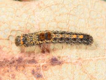  Chenille de Euproctis chrysorrhoea L. - �Philippe Mothiron