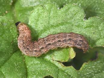 Chenille de Caradrina clavipalpis Scop. - �Philippe Mothiron