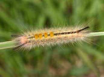  Chenille de Laelia coenosa Hb. - �Philippe Mothiron
