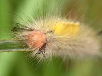  Chenille de Laelia coenosa Hb. - �Philippe Mothiron