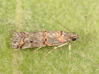 Pempelia compositella Tr. adulte - �Philippe Mothiron